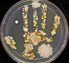 Hand Print Germ